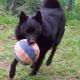 Kutya Schipperke
