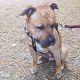 Kutya Staffordshire bullterrier