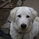 Kutya Kuvasz
