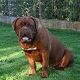 Kutya Bordeaux-i dog