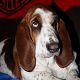 Kutya Basset hound