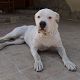 Kutya Argentin dog