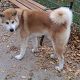 Kutya Akita inu