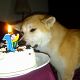 Kutya Akita inu