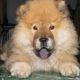 Kutya Chow-chow