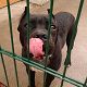 Kutya Cane corso