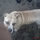 Kutya Staffordshire bullterrier