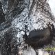 Kutya Skót terrier