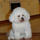 Kutya Bichon frise