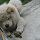 Benji, Chow-chow