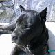 Kutya Cane corso