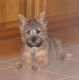 Kutya Cairn terrier