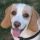 Maya, Beagle