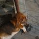 Kutya Basset hound