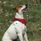 Kutya Parson Jack Russel