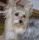 Polly, Yorkshire terrier