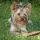Bubcsi, Yorkshire terrier