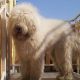 Kutya Komondor