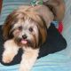 Kutya Lhasa-apso