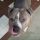 Oszkár, Amerikai staffordshire terrier