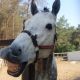 Nagyemlős Ló: Shagya-arab