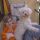 Marcipán, Bichon bolognese