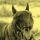 Zolika, Bullterrier