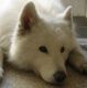 Kutya Samoyede