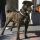 Jack Sparrow captain, Amerikai staffordshire terrier