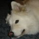 Kutya Samoyede