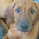 Kutya Rhodesian Ridgeback