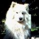 Kutya Samoyede