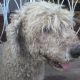 Kutya Komondor