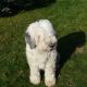 Kutya Bobtail