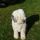 Arthur, Bobtail