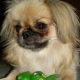 Kutya Papillon