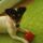 Lizi, Jack Russel terrier