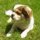 Kutya Lhasa-apso