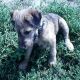 Kutya Terrier