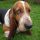 Homoky Futár Fábri, Basset hound