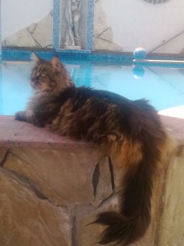 Maine coon