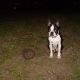 Kutya Boston terrier