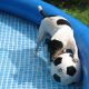 Kutya Parson Jack Russel