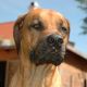 Kutya Rhodesian Ridgeback