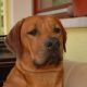 Kutya Rhodesian Ridgeback