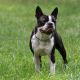Kutya Boston terrier