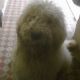 Kutya Komondor