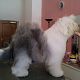 Kutya Bobtail