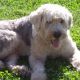 Kutya Bobtail