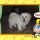 Joey, Bichon bolognese